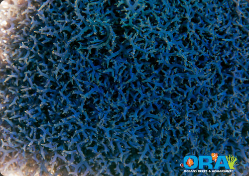 bluehypnea_lg.jpg