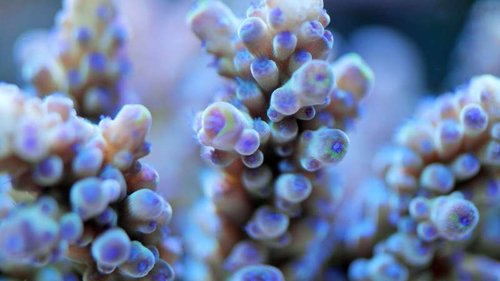 SAM_0375 (2).JPG (30.65 KiB) Vist 2024 gange A. Tenuis hvid/blå bund og polypper med grønne tipper