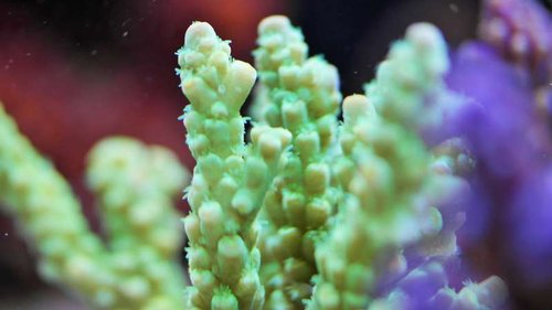 A. Austera Neon gul/grøn