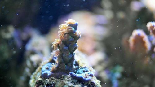 SAM_0396 (2).JPG (27.76 KiB) Vist 2024 gange A. ? Blå/Lilla med grønne polypper