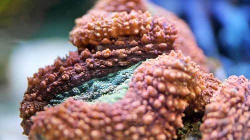 SAM_0397 (2).JPG (41.95 KiB) Vist 2024 gange Lobo rød og grøn