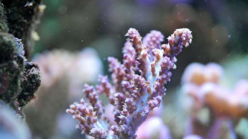 SAM_0388 (2).JPG (30.87 KiB) Vist 2024 gange A. desalwi Hvid med lilla spidser