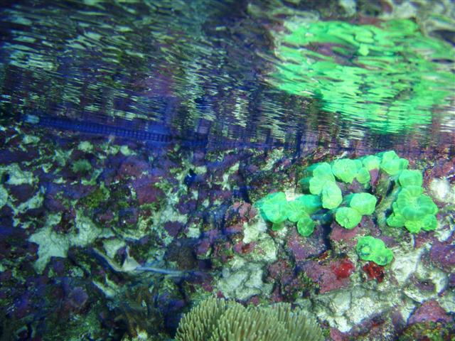 P7060071 (Small).JPG