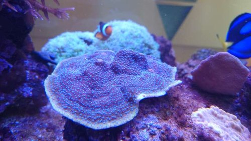 DSC_0001.JPG (43.59 KiB) Vist 41380 gange Faderkorallen invers superman