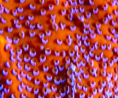 Tyree mystic montipora