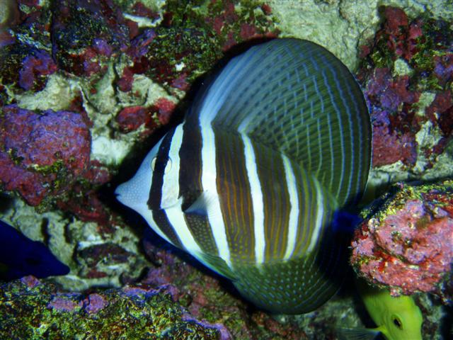 P7060042 (Small).JPG