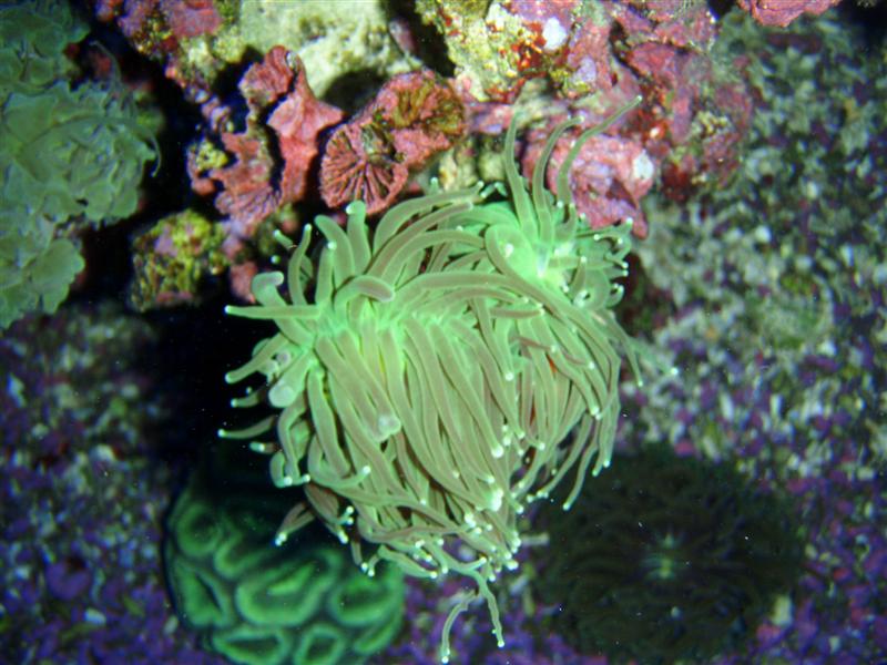 euphylia (Medium).JPG