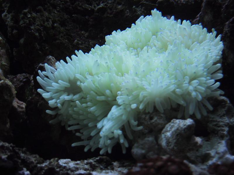 Anemone (Medium).JPG