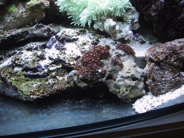 IMG_0003 (Medium) (Small).JPG