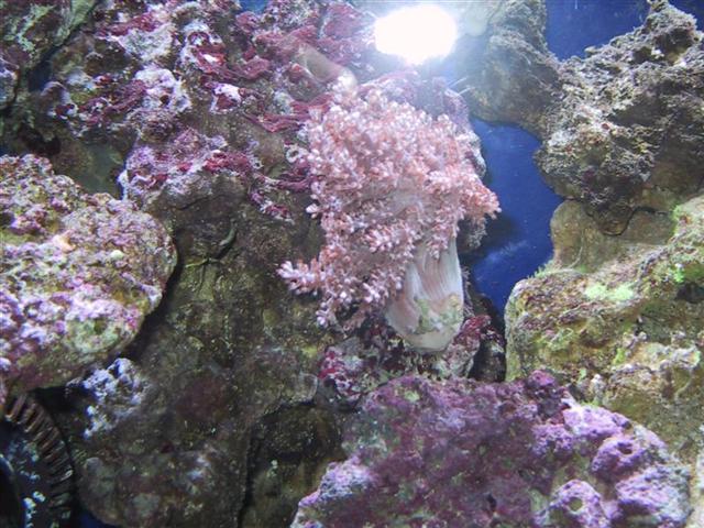 IMG_0007 (Medium) (Small).JPG