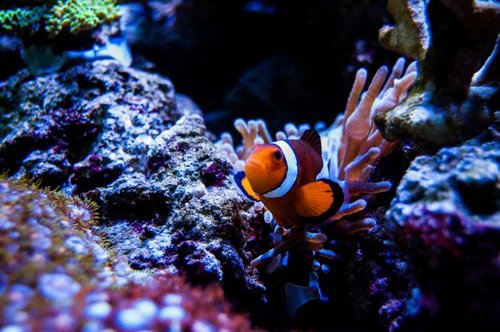 Amphiprion ocellaris