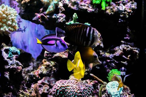 Paracanthurus hepatus, Zebrasoma desjardinii, Zebrasoma scopas, Zebrasoma flavescens og Siganus unimaculatus