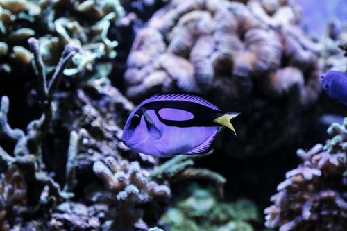 Paracanthurus hepatus