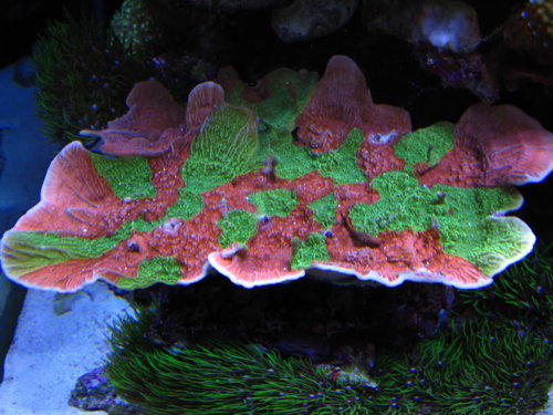 IMG_1895.jpg