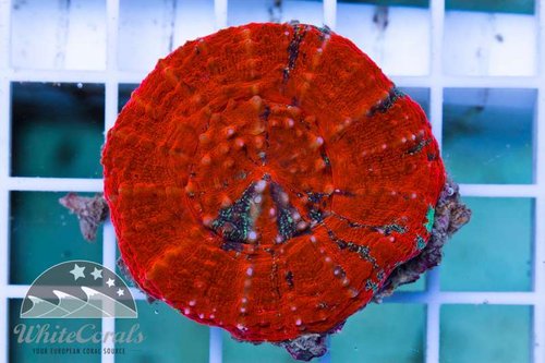 S_08343.jpg