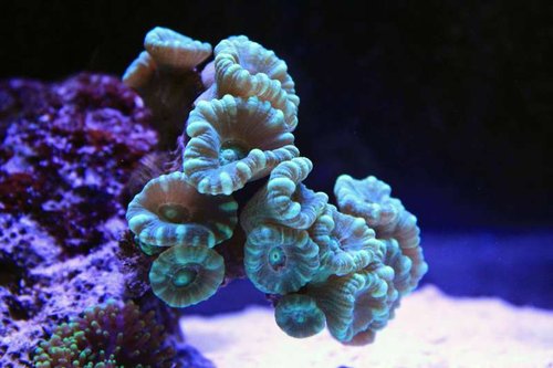 IMG_0139.JPG