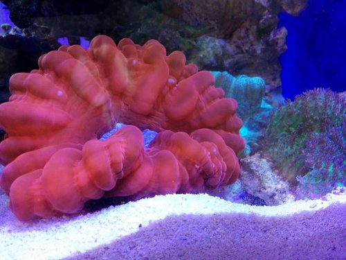 20140312_114445_Android.jpg (48.6 KiB) Vist 2627 gange Koral 15