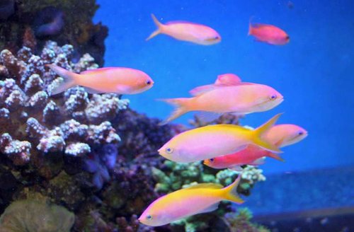 Mine Anthias, 3 forskellige arter.