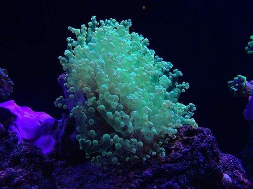Ultra grøn frog spawn