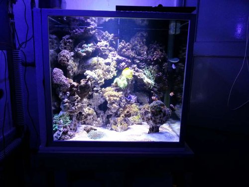 FTS af Cuben forleden