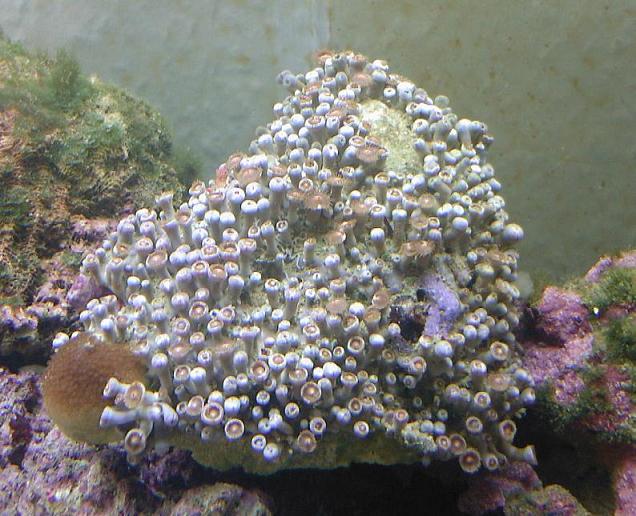 polyp.JPG