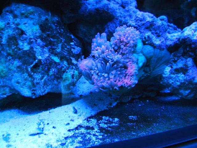 Anemone under blåt lys (Small).JPG