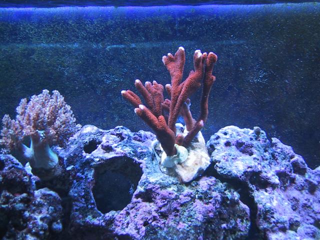 Montipora Digitata (Small).JPG