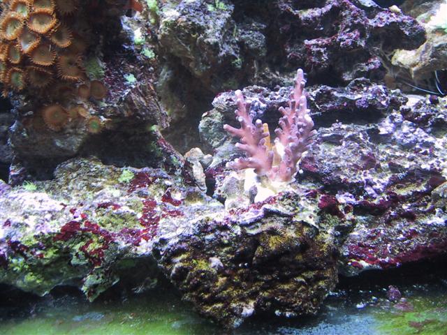 Acropora (Small).JPG