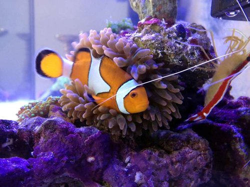 anemone.JPG