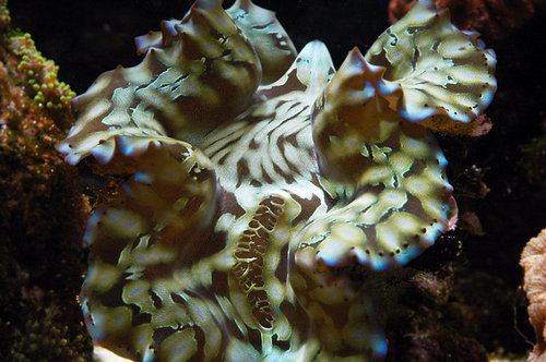 t.squamosa1.jpg