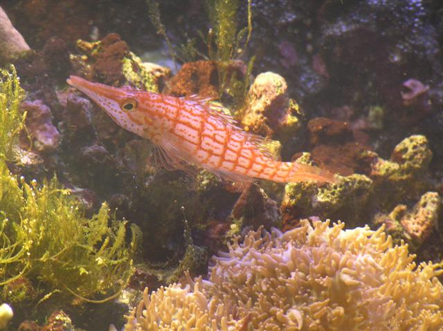 Flere pics fra Claus Schultz 400 l