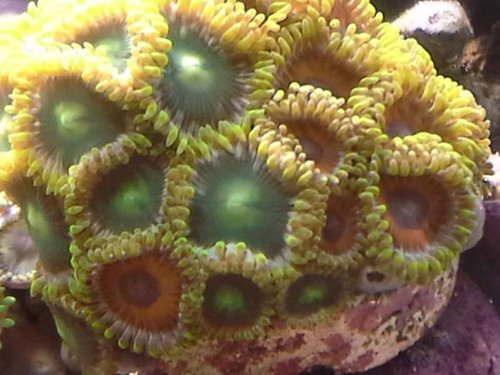 zoas close up