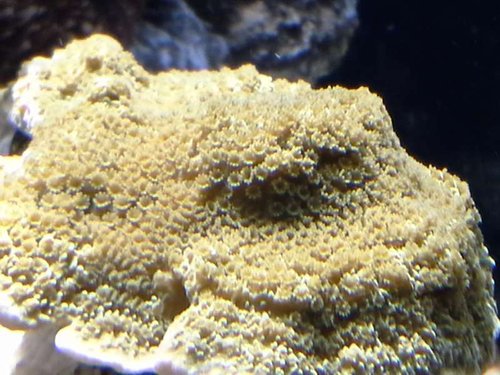 fin polyp udfoldelse