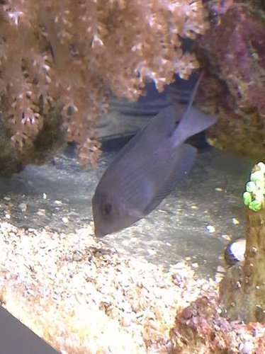 20140417_145824.jpg (34.24 KiB) Vist 4640 gange Skal nok få fine farver