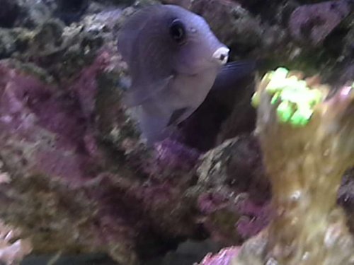 20140417_151832_4.jpg (32.14 KiB) Vist 4694 gange "ansigt" der kommer fregner på et tidspkt