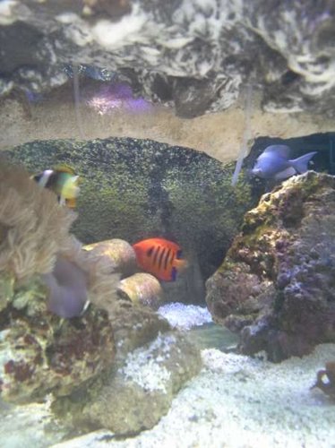 ADHD fiskene.jpg (33.43 KiB) Vist 4652 gange AD og HD. De tager sig nogle små danse, men det skal nok gå