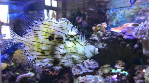 IMG_20140419_115315.jpg (44.62 KiB) Vist 2747 gange Frynse fisk