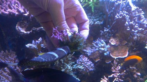 IMAG1815.jpg (45.69 KiB) Vist 33725 gange Afgræsning af frags