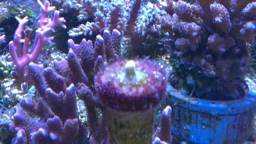 IMAG1802.jpg (57.04 KiB) Vist 33725 gange Frag efter Machado de Sousa´s metode.