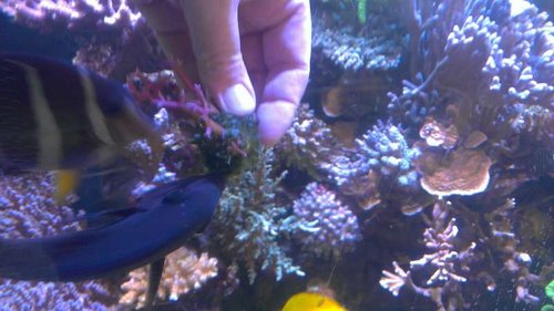 IMAG1817.jpg (40.87 KiB) Vist 33725 gange Mere græsning