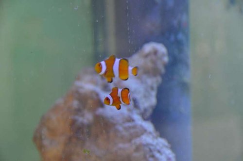 DSC_0326.jpg