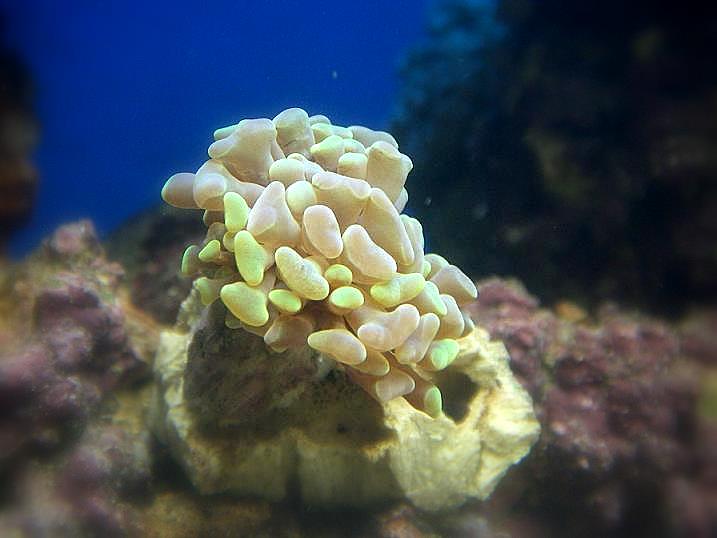 Euphyllia Parancora