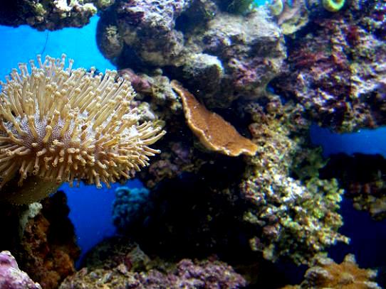 Sacrophyton.jpg