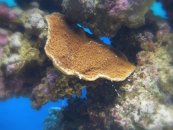 Rød montipora.jpg