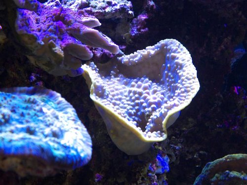 DSCF9626b (Medium).jpg