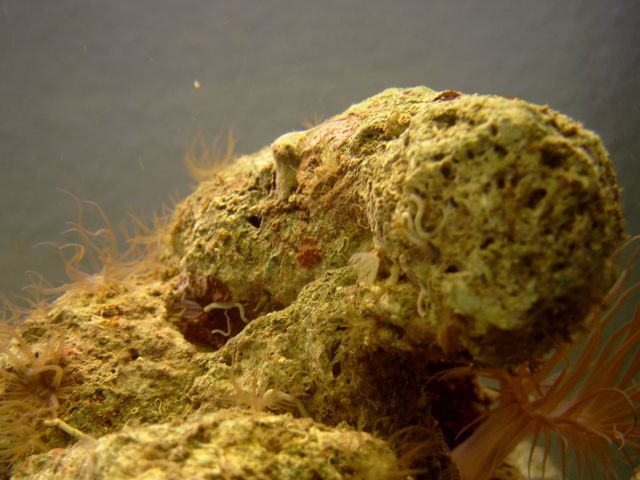 en blandt flere små snegle der fulgte med stenene.<br />Anemonebestanden er vokser til over hundrede, de dukker op alle steder, de er ikke så spøndene mere, hvad gør jeg, vil gerne beholde den store.