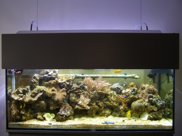 P7280119 (600 x 450).jpg