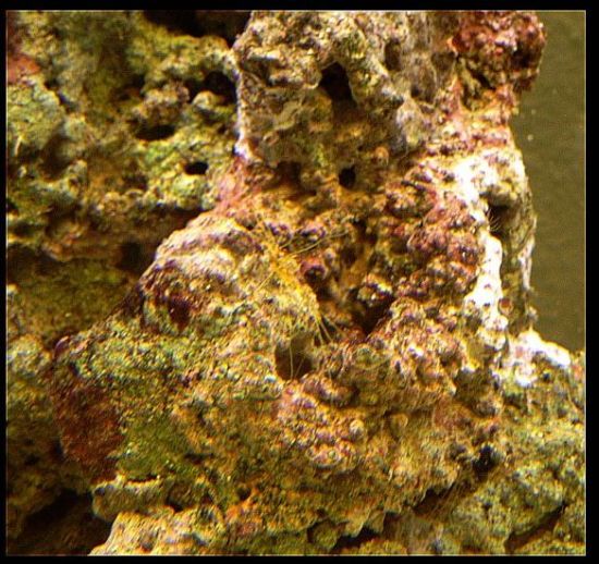 Den gule anemone? med de meget tynde arme