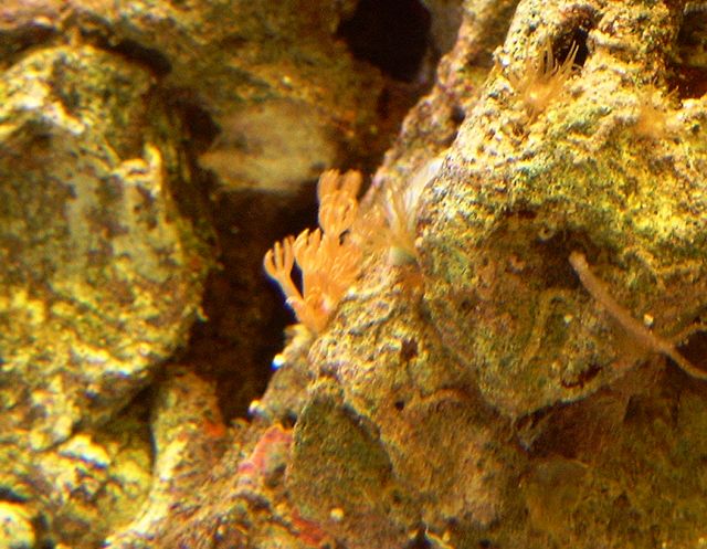 gode anemoner.JPG