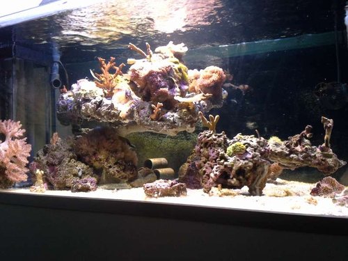 shallow reef dag 16 b (1).jpg